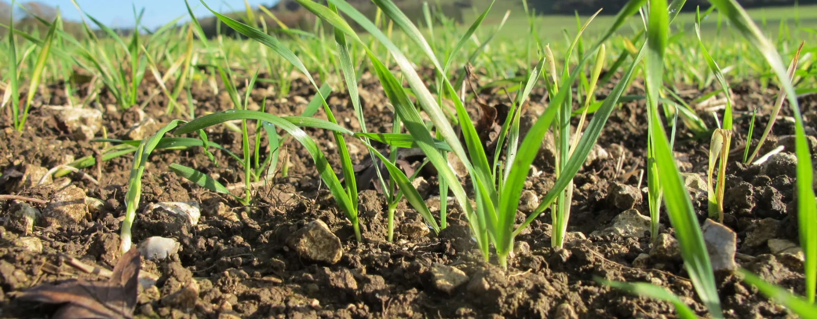 Wheat seedlings 2.jpg