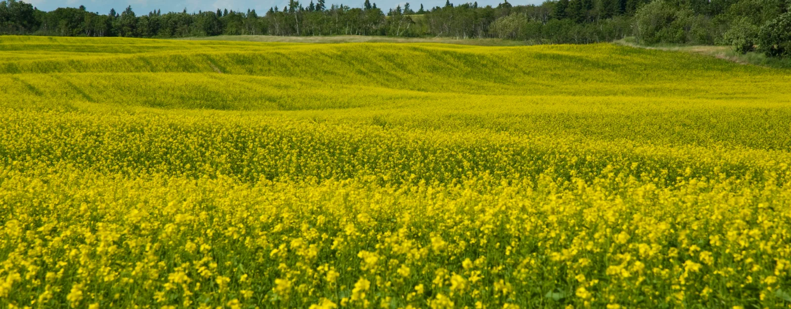canola field MB web.jpg