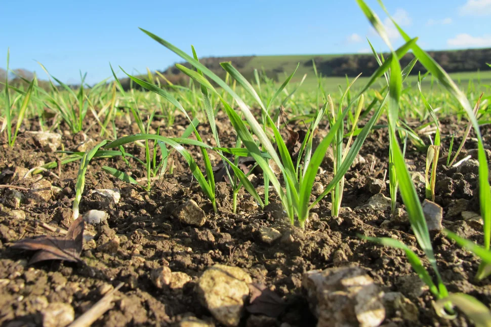 Wheat seedlings 2.jpg