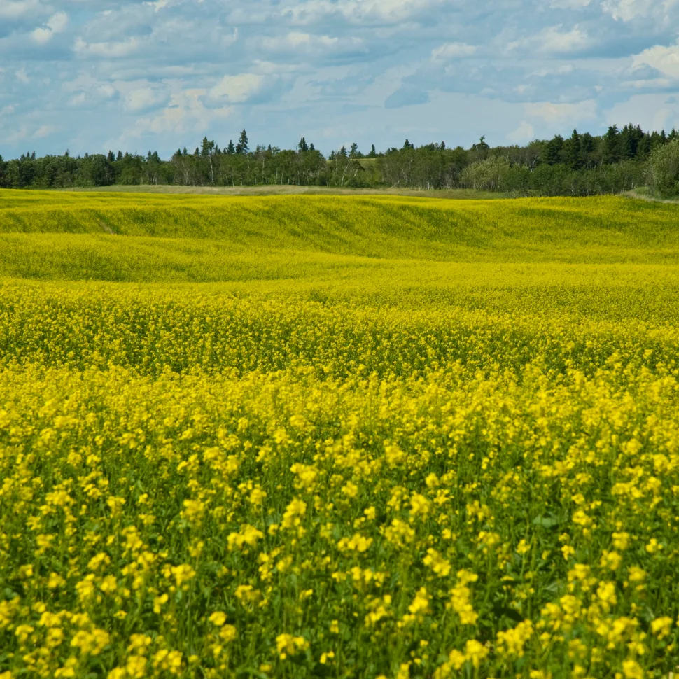 canola field MB web.jpg